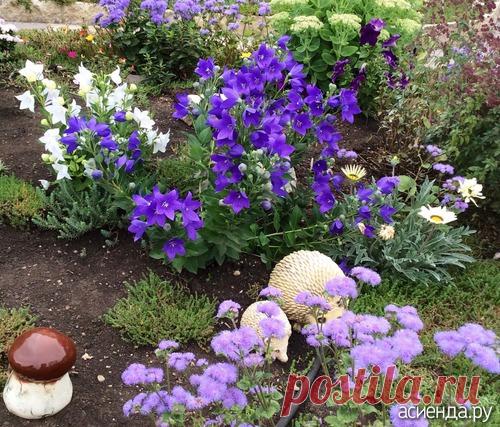 Платикодон голубой низкий: Альбом «Альпийская горка»: Альбомы