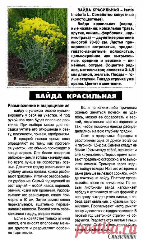 Вайда красильная - размножение и выращивание