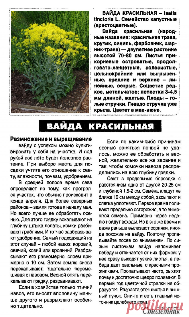 Вайда красильная - размножение и выращивание