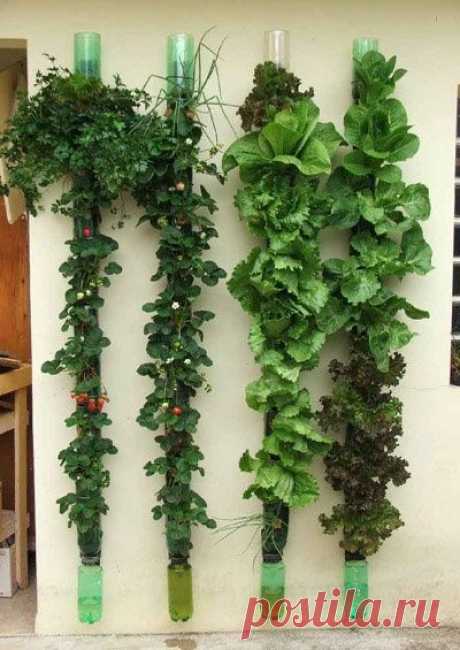 Найдено на сайте containergardening.wordpress.com.
