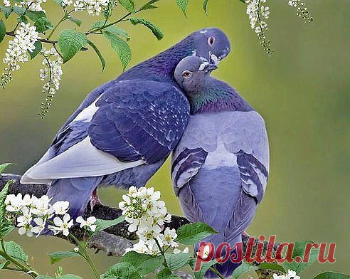 Птички
