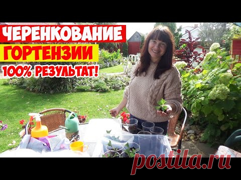 ЧЕРЕНКОВАНИЕ ГОРТЕНЗИЙ - 100% результат! У ВАС ПОЛУЧИТСЯ!