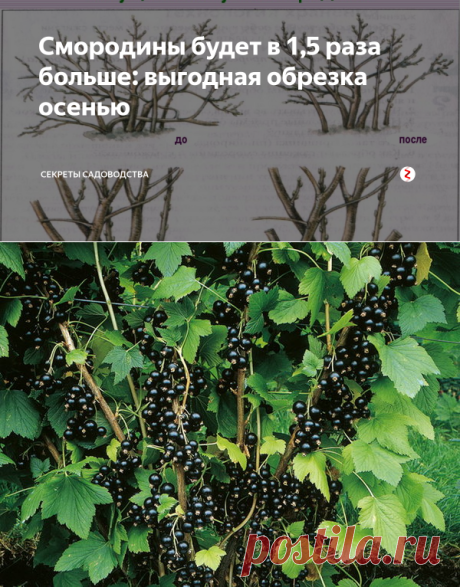 Смородины будет в 1,5 раза больше: выгодная обрезка осенью | Секреты сада. Дача, цветы | Яндекс Дзен
