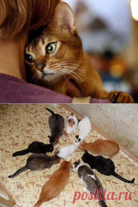 Кошки могут лечить болезни.