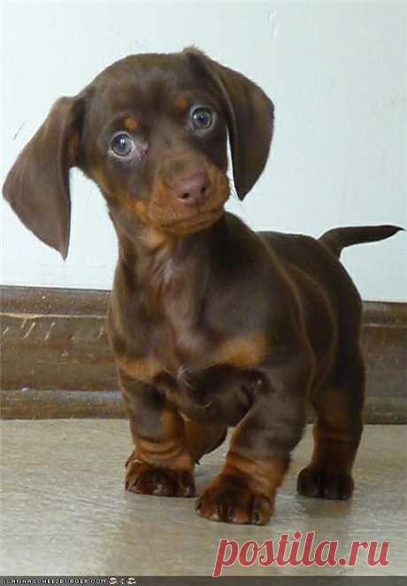 Cyoot Puppeh ob teh Day: ORLY? - Cheezburger
