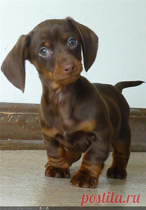 Cyoot Puppeh ob teh Day: ORLY? - Cheezburger