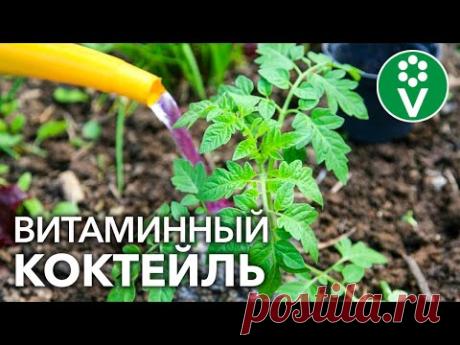 ТОМАТЫ ВМИГ ПОЙДУТ В РОСТ, если вы польете их этим розовым витаминным коктейлем