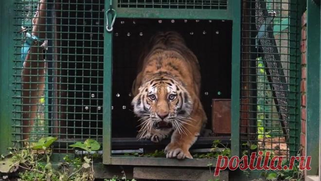 Московский зоопарк показал прибытие двух амурских тигриц. В Московский зоопарк прибыли две самки амурского тигра. Видео опубликовано в Telegram-канале учреждения. В посте говорится, что животных вынужденно изъяли из природы в Хабаровском крае, чтобы обезопасить местных жителей и сохранить жизни ...