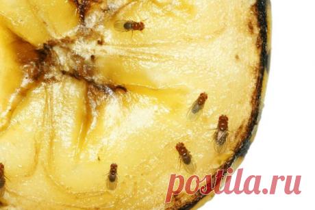 Как избавиться от мошек на кухне в 3 приёма - Лайфхакер