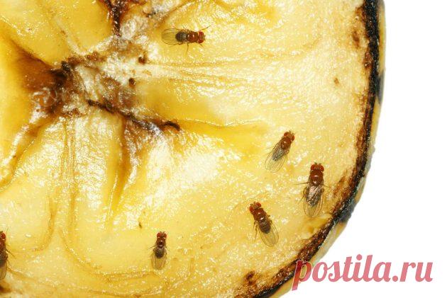 Как избавиться от мошек на кухне в 3 приёма - Лайфхакер