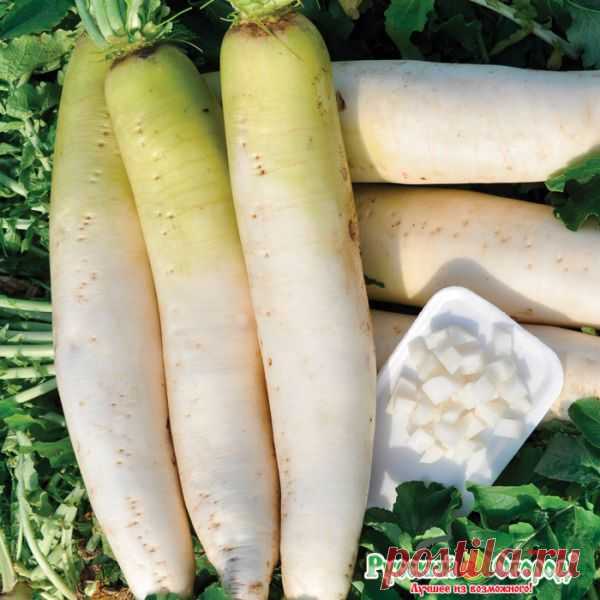 Семена. Дайкон F1 