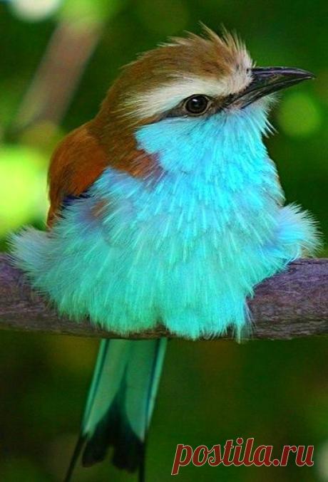 Racket-Tailed Roller