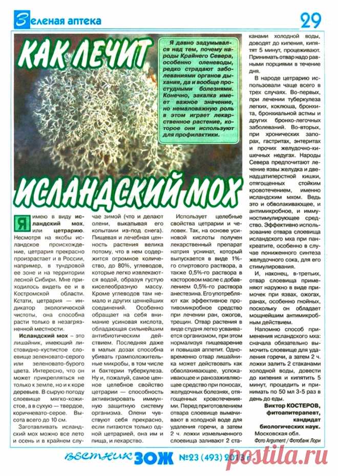 Цетрария или исландский мох, как лечит