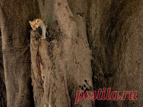 Потрясающий кадр! | НАУКА И ЖИЗНЬ