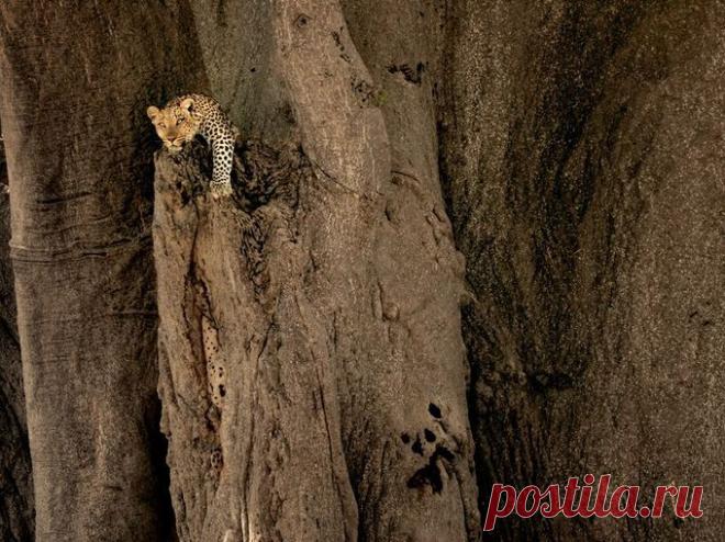 Потрясающий кадр! | НАУКА И ЖИЗНЬ