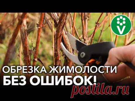 ПРАВИЛЬНАЯ ОБРЕЗКА ЖИМОЛОСТИ - ЗАЛОГ ОГРОМНОГО УРОЖАЯ! Обрезка, подкормка,обработка жимолости осенью