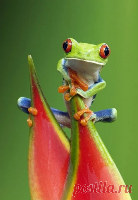 animals house – Google+
