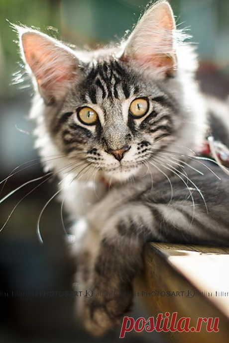 photogenic felines