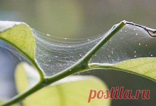 Эффективные растворы от паутинных клещей и тли