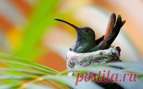 Одноклассники