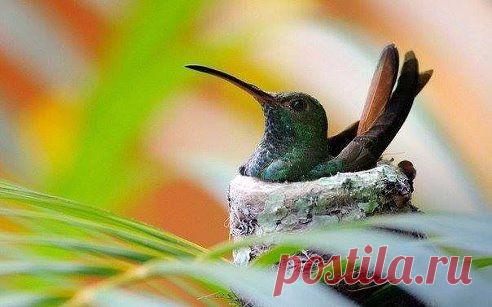 Одноклассники