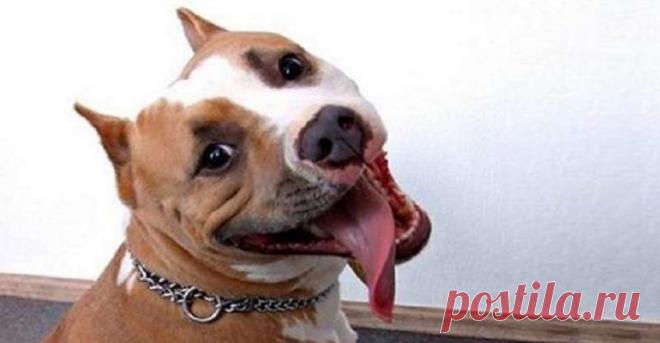 Пес по кличке Мартин дождался, пока уйдет хозяйка, и насмешил весь интернет