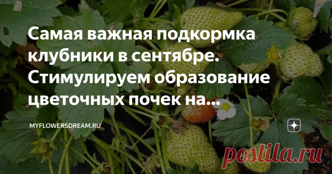 Самая важная подкормка клубники в сентябре. Стимулируем образование цветочных почек на следующий сезон Всем привет! Как и обещала, напоминаю Вам об одном важном моменте в уходе за клубникой осенью. Ещё в августе её нужно было обрезать, обработать от заболеваний и немного подкормить. Я обо всех этих манипуляциях писала подробную статью здесь
С тех пор клубника нарастила крупную и сочную зелёную листву, выглядит здоровой и жизнерадостной.
Именно в сентябре самое время провес...