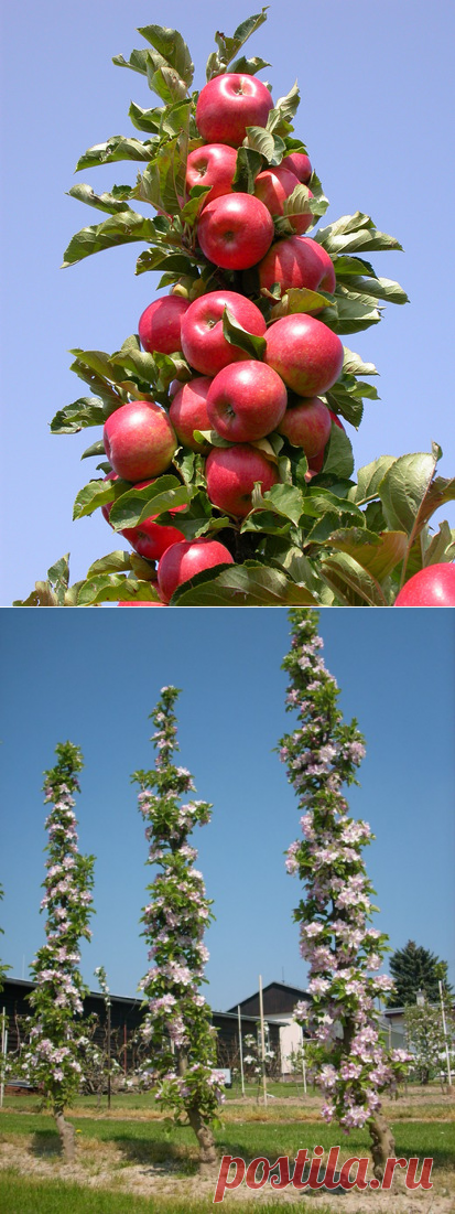 Колоновидная яблоня. Уход, выращивание, размножение. Плодовые деревья. Сад. Урожай. - Ботаничка.ru