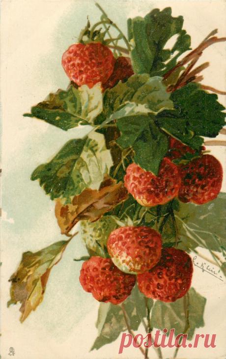 Коллекция картинок: Антикварные открытки от Cathеrine Klein.Фруктово-ягодное