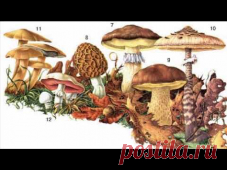 Съедобные и ядовитые грибы России: мифы и реальность (рассказывает миколог Михаил Вишневский)
