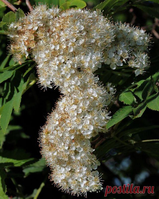 Волшебные свойства чайного дерева — Совет