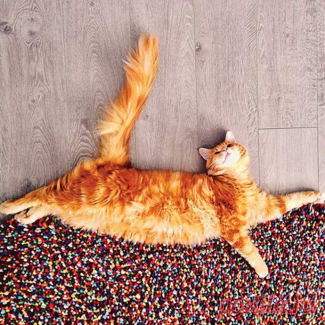Новая звезда Сети — кот Котлета