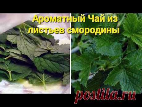 Ферментация листьев смородины!Ароматный чай на зиму!