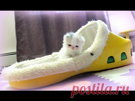 Kitten Marshmallow: 4 weeks old and counting - YouTube