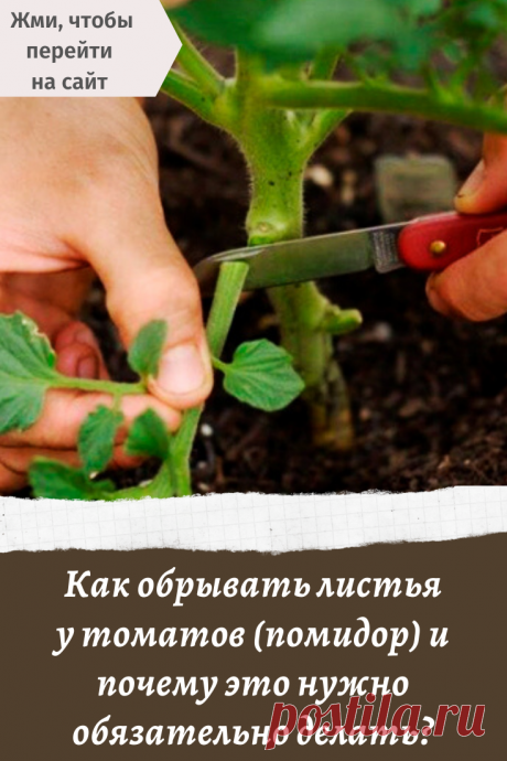 Как обрывать листья у томатов (помидор) и почему это нужно обязательно делать?