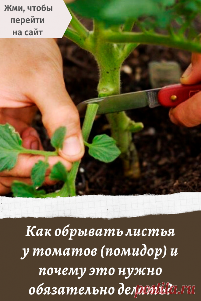 Как обрывать листья у томатов (помидор) и почему это нужно обязательно делать?