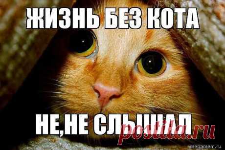 Жизнь без кота