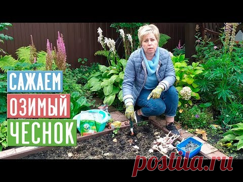 ОЗИМЫЙ ЧЕСНОК 🌱 Сажаем правильно! Полная инструкция по посадке/ Садовый гид