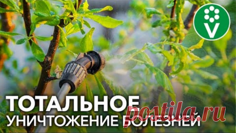 ОБРАБОТАЙТЕ ТАК ОСЕНЬЮ САД, ЦВЕТНИК И ХВОЙНЫЕ ОТ ВСЕХ БОЛЕЗНЕЙ И ВРЕДИТЕЛЕЙ!