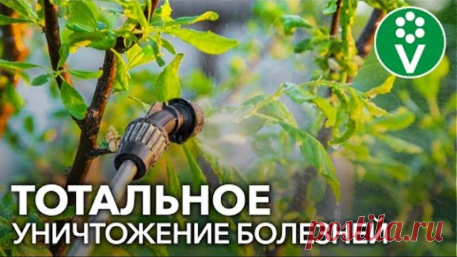 ОБРАБОТАЙТЕ ТАК ОСЕНЬЮ САД, ЦВЕТНИК И ХВОЙНЫЕ ОТ ВСЕХ БОЛЕЗНЕЙ И ВРЕДИТЕЛЕЙ!