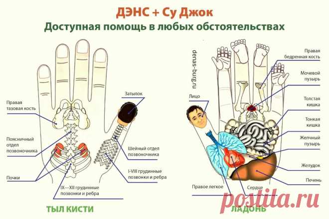 Много лет применяю Су-Джок для профилактики проблем с позвоночником | ✔️ ЗОЖ с Сарматом | Яндекс Дзен