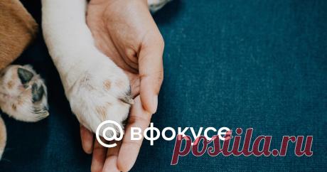 Ученые выяснили, когда собаки стали лучшими друзьями человека Ученые из Университета Аризоны и Управления сельскохозяйственных исследований США обнаружили, что люди начали одомашнивать собак гораздо раньше, чем считалось ранее — около 12 тысяч лет назад.