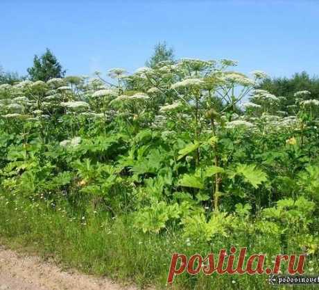 Как бороться с борщевиком с учетом сильных и слабых сторон сорняка