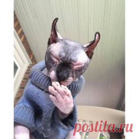 → Searched for the sweetest, cutest and most adorable cats on Pinterest, and PINNED them → Hoping to inspire future sphynx owners ▲☼