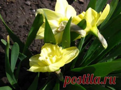 НАРЦИССЫ: РАСКРЫВАЕМ СЕКРЕТЫ ОБИЛЬНОГО ЦВЕТЕНИЯ