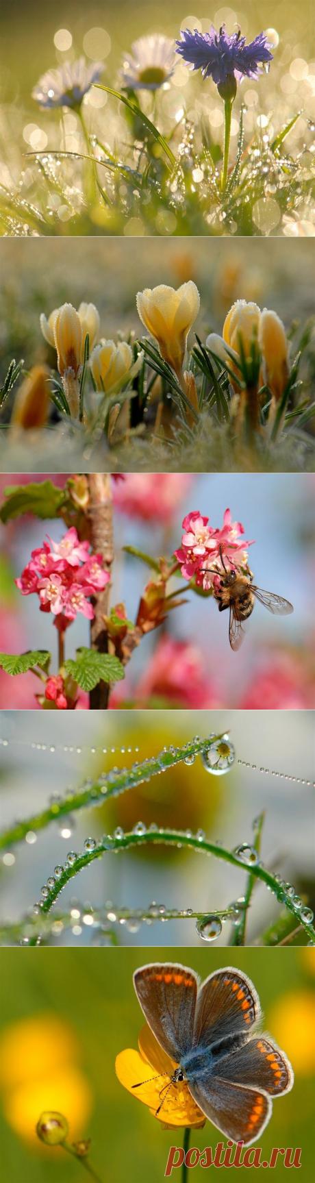 Весенняя нежность цветов