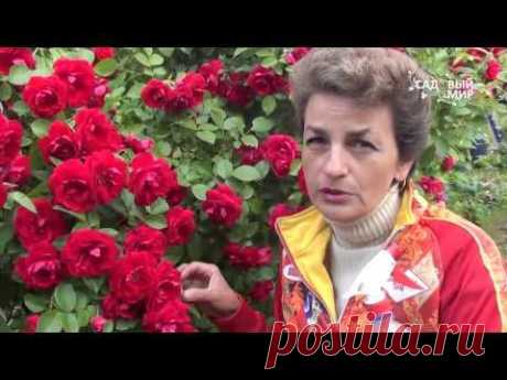 Биопрепараты против тли и гусениц. Сайт &quot;Садовый мир&quot;