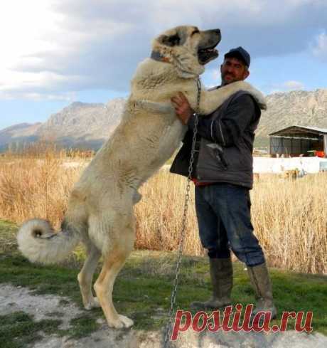 Вот это песик!!!