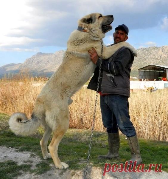 Вот это песик!!!