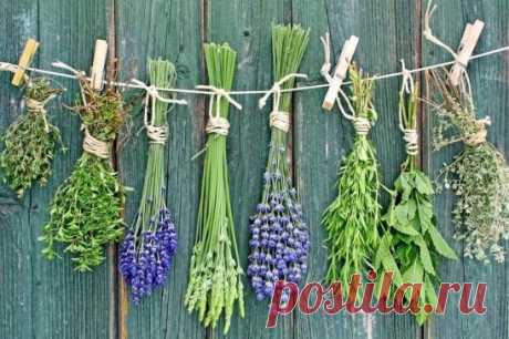 Как с помощью трав улучшить собственную жизнь. Советы шамана